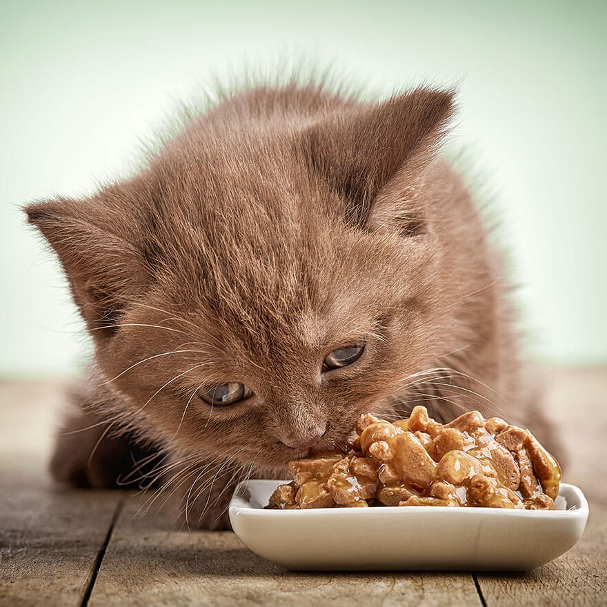 7 best wet cat foods for your purrrfect feline